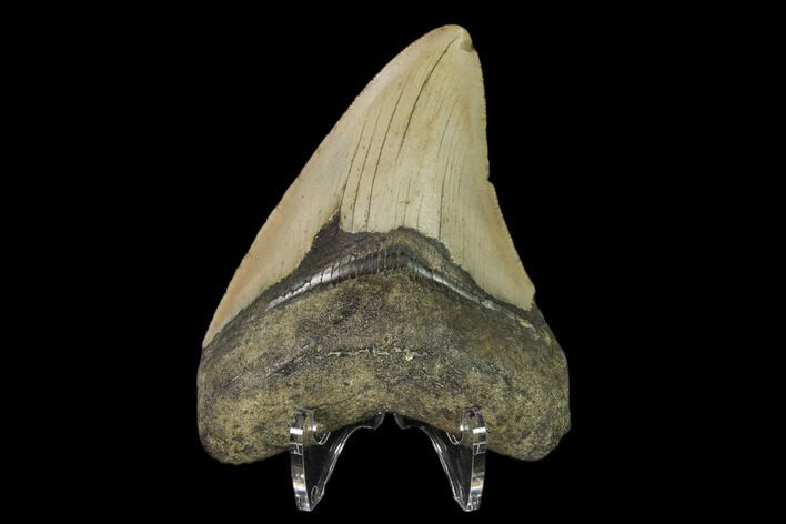 Fossil Megalodon Tooth - North Carolina #147001